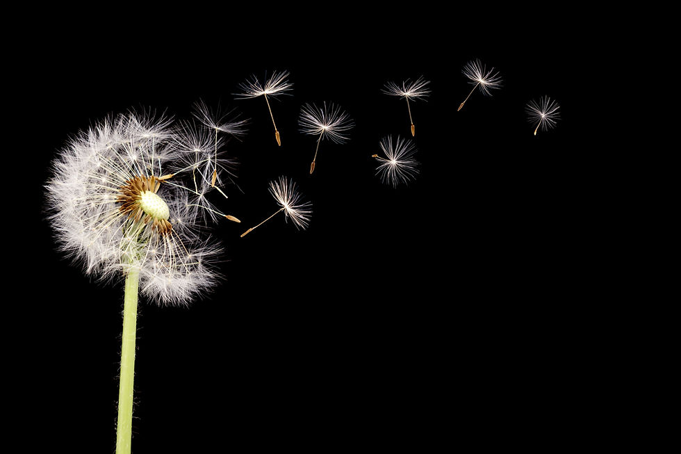 Why Good Mental Health Care Matters | Therapist in Louisville, CO | Dandelion Mental Health Services