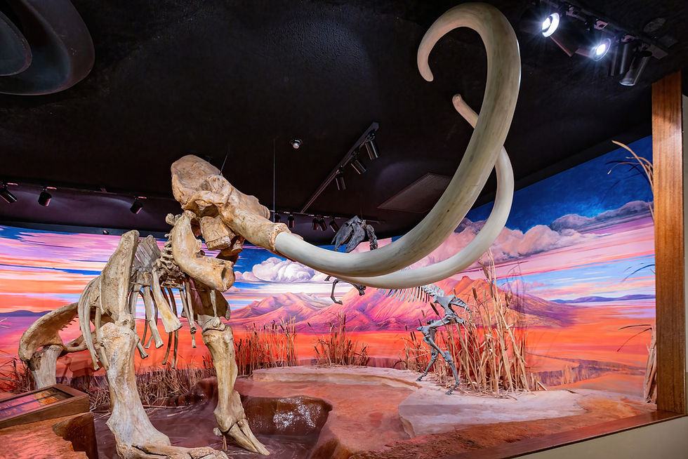 The Columbian Mammoth exhibit in the Nevada State