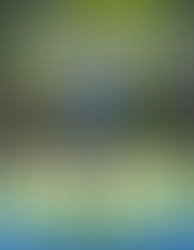 Paddle Forward Pickleball