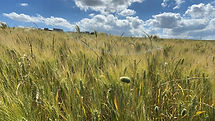 Golden wheat field in the Italian countryside — a calming landscape that captures the essence of Gioyous Italian Retreats, blending nature, relaxation, and cultural immersion for travelers seeking restoration