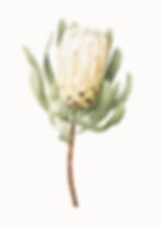 White Protea