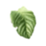 Loquat Leaf