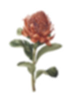 Waratah_A3