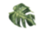 Monstera deliciosa