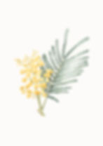 Wattle