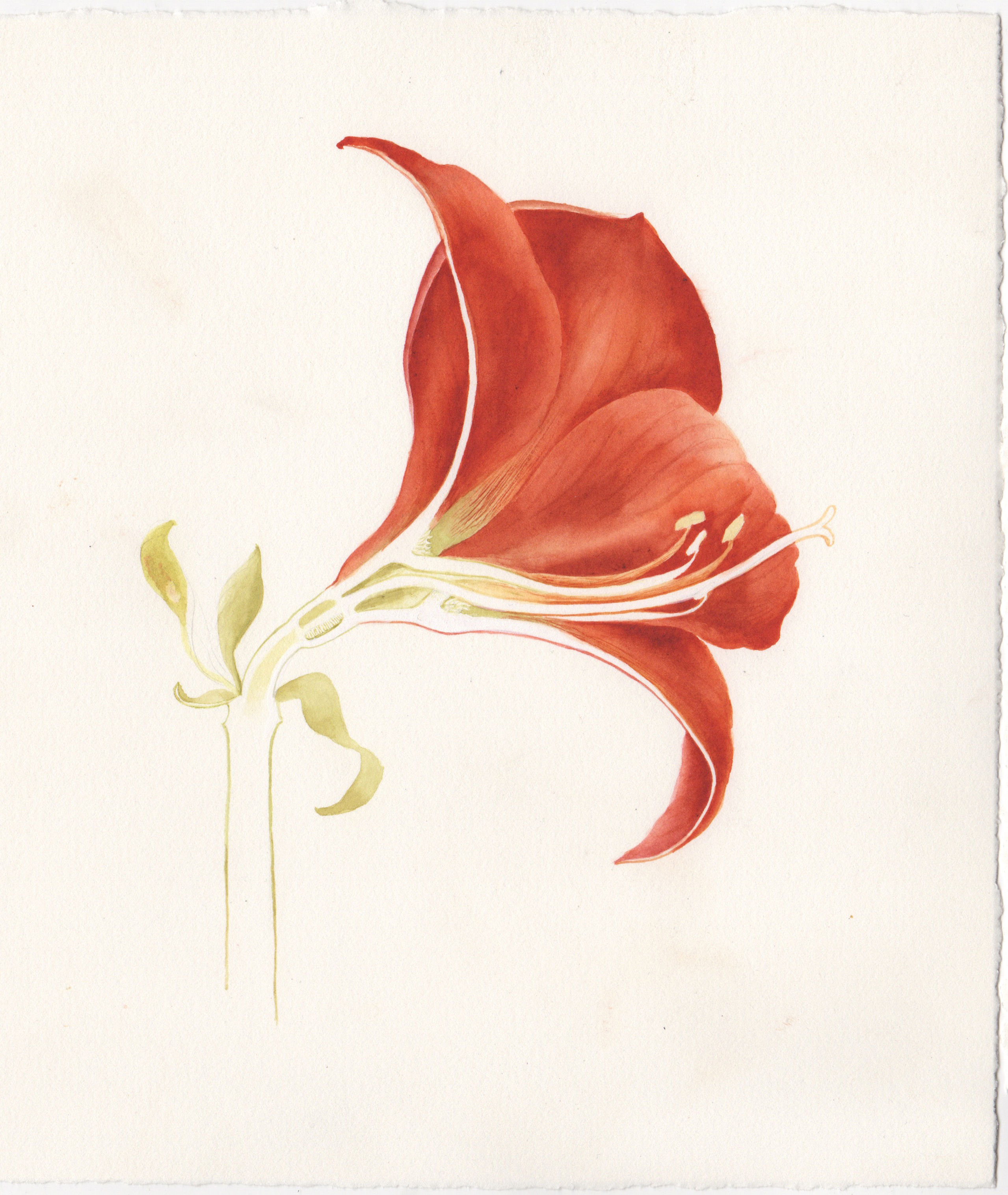 Cross Section - Hippeastrum