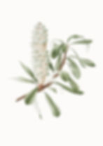 Banksia Cone