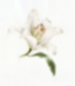 White Oriental Lily