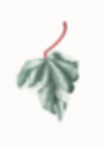 Algarian Ivy