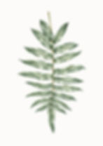 Hard Water Fern