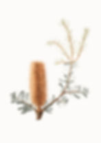 Banksia