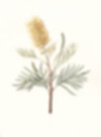 Yellow Grevillea_Low res