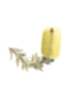 Yellow Banksia