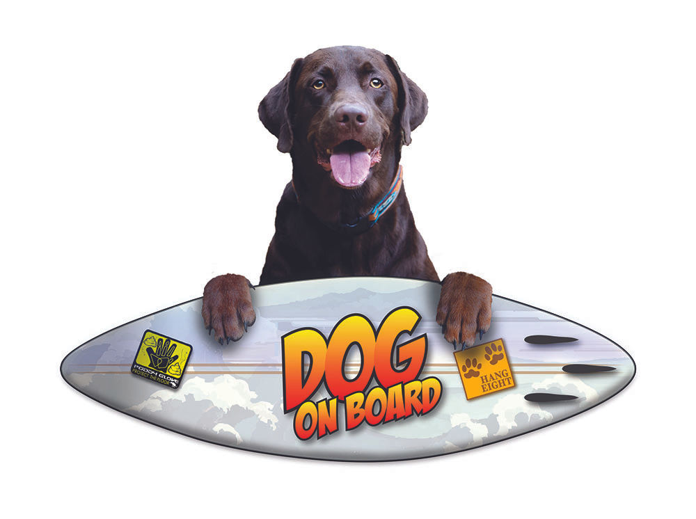 Chocolate Lab Surf