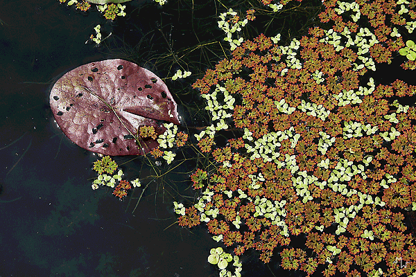 IMG_1251-01-19x28,5-270dpi+cadre