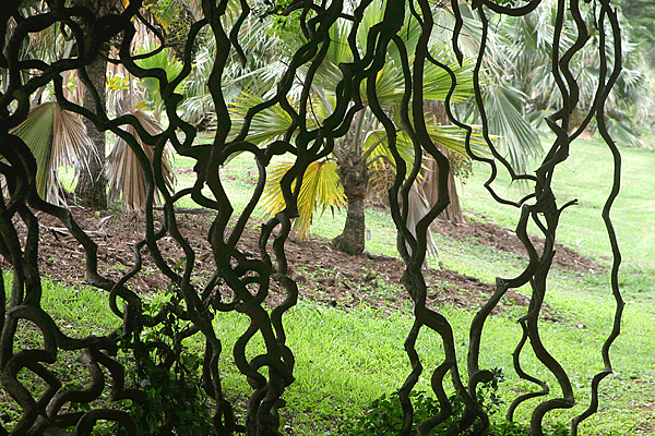 IMG_12683-Mc-Bryde-Garden-vigne-tortueuse