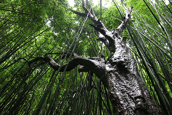 IMG_13385-Pipiwai-trail-dans-la-bambouseraie