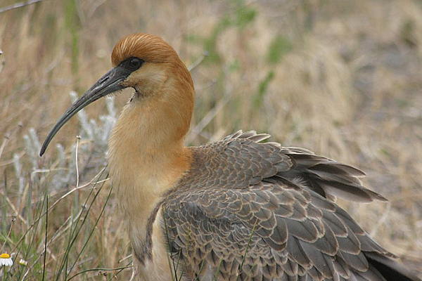 IMG_7118--AR--El-Calafate-Laguna-Nimez-ibis