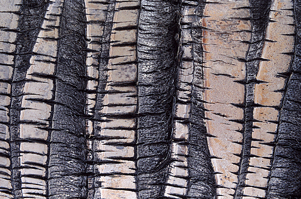 détail-palmier-03