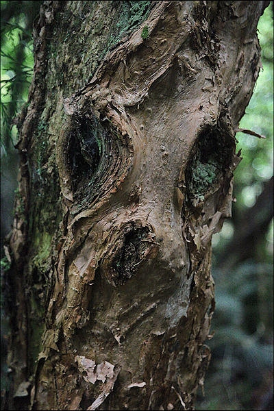 IMG_3130-NZ-19x28,5-270-dpi-+-cadre-écorce-visage