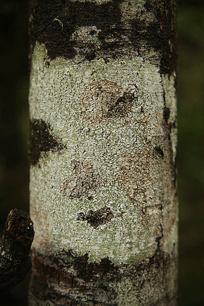 IMG_5101-NZ-environs-de-Takaka-Pupusprings-arbre-tronc-visage