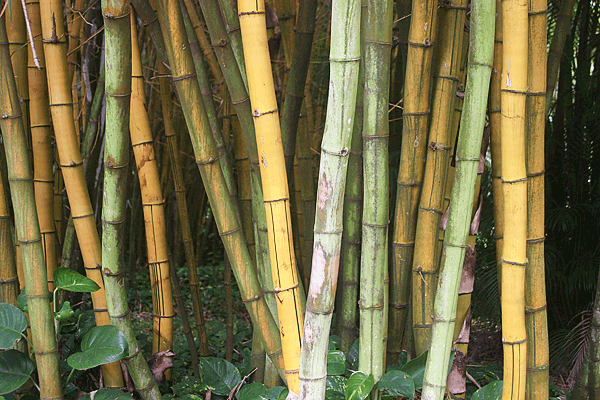 IMG_12526-Allerton-Garden-bambou
