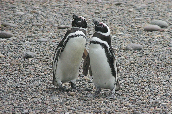 IMG_4911-AR-Punta-Tombo-colonie-de-manchots-de-Magellan
