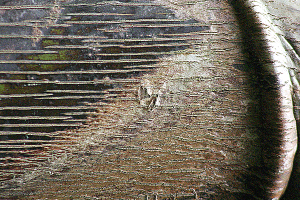 IMG_11112-10D-recadré-19x28,5-270dpi+cadre-Portugal