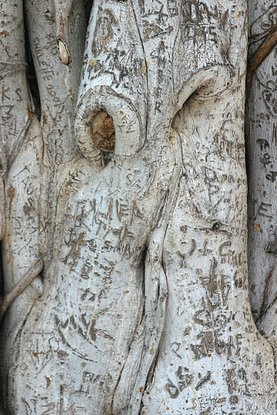 IMG_13062-Laheina-banyan
