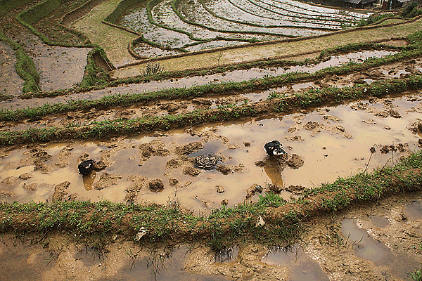IMG_5824-VNM-Environs-de-Sapa