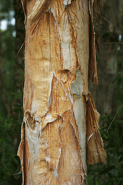 IMG_13279-route-vers-Hana-nature-trail