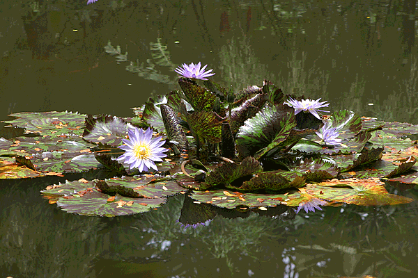 IMG_11949-jardin-tropical-nénuphars