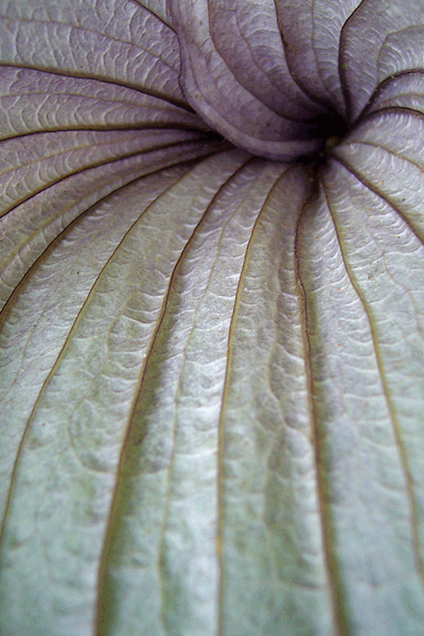 P1010518-01sym-vertical19x28,5-270dpi+cadre