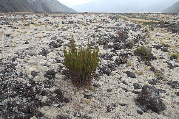 IMG_3388-NZ-Mont-Cook-Tasman-Valley-mousses-et-lichens