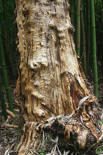 IMG_13278-route-vers-Hana-nature-trail