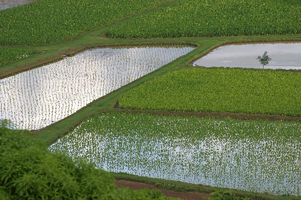 IMG_12327-champs-de-taro-dans-Hanalei-Valley