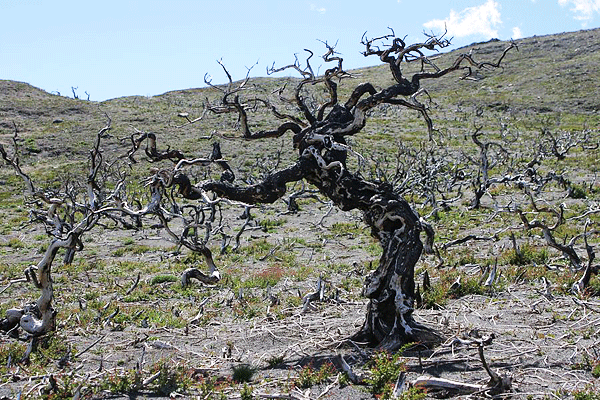 IMG_5901-CH-I--Torres-del-Paine-sentier-Mirador-del-cuernos-arbres-calcinés