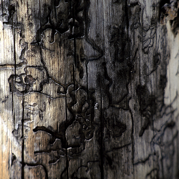 traces-sur-arbre