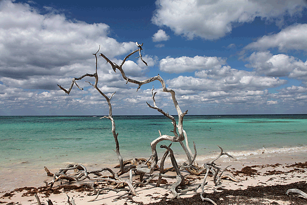 IMG_1031-05-Cuba--Cayo-Jutias