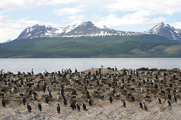 IMG_5299-AR-Ushuaia-cruise-sur-le-canal-Beagle-cormorants