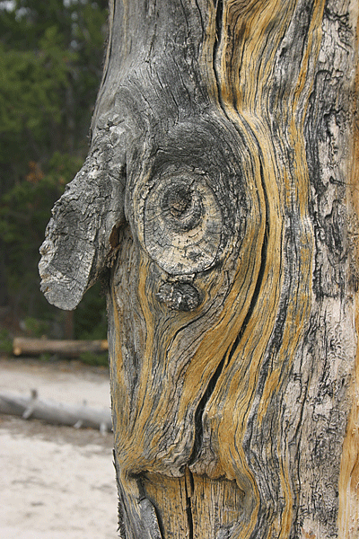 IMG_3649-Yellowstone-Canyon-arbre