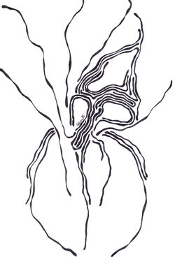 spider