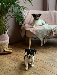 dogs_edited.jpg