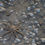 Thumbnail: Starfish