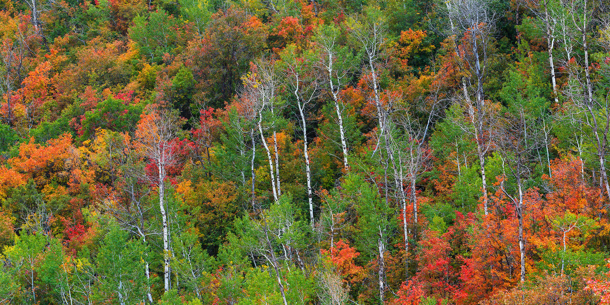 Wasatch Color
