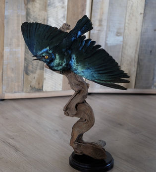 GREATER BLUE-EARED STARLING taxidermy taxidermie