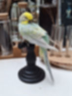 SLEEPING BUDGIE