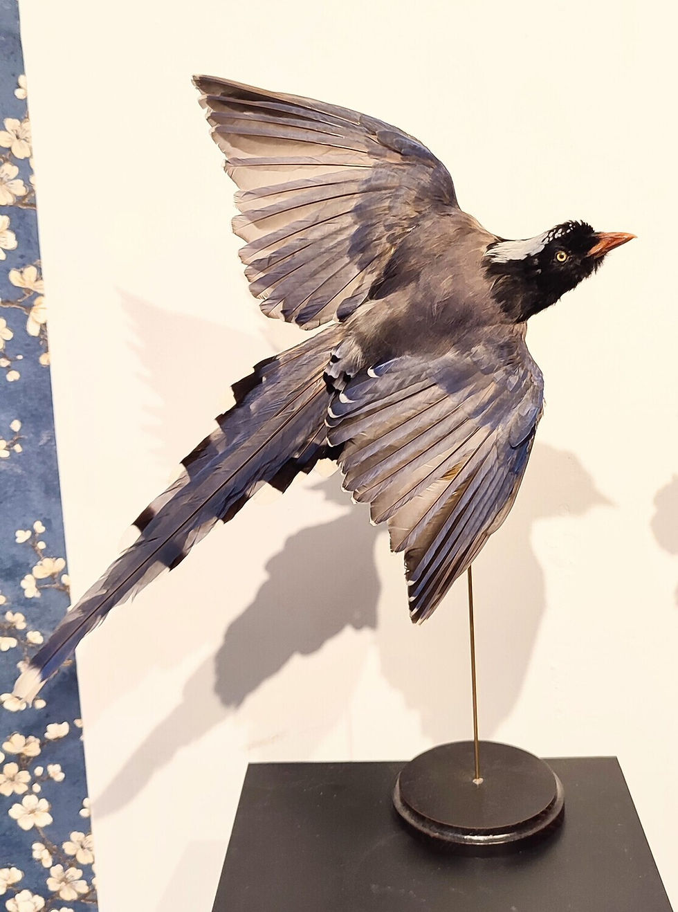 RED-BILLED BLUE MAGPIE