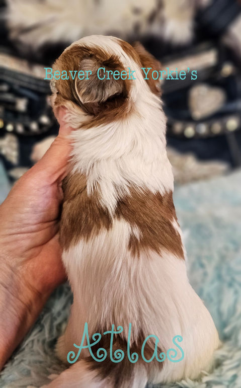 Yorkshire Terrier headshot with neat grooming