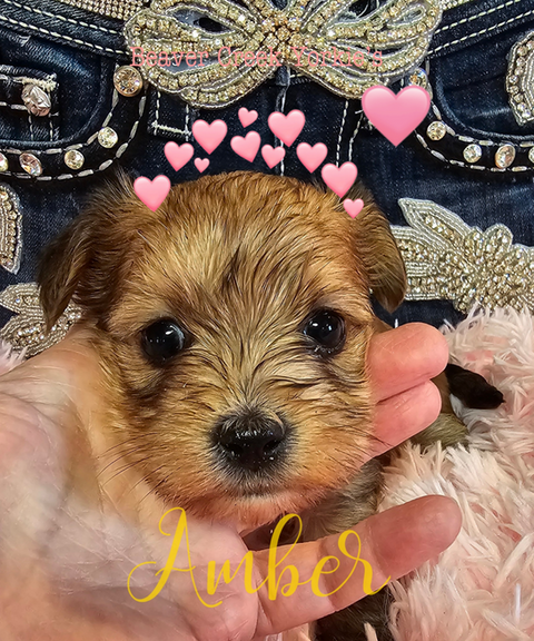 Yorkshire Terrier headshot with neat grooming